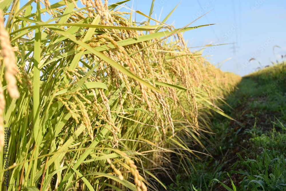 Fototapeta premium 収穫前の稲穂