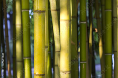 Closeup image of a bamboo inter node cane with sunlight.
