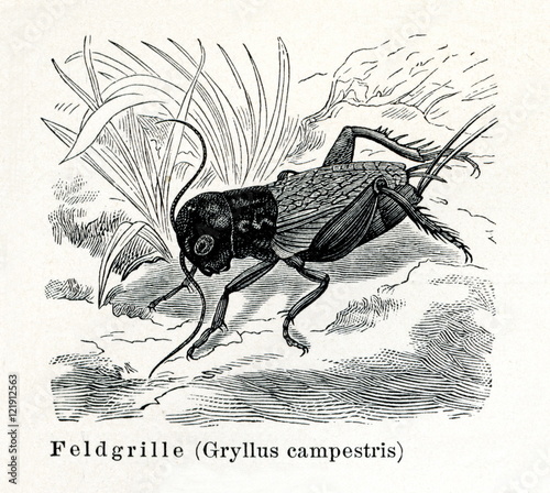 Field cricket (Gryllus campestris) (from Meyers Lexikon, 1895, 7/374/375)  photo