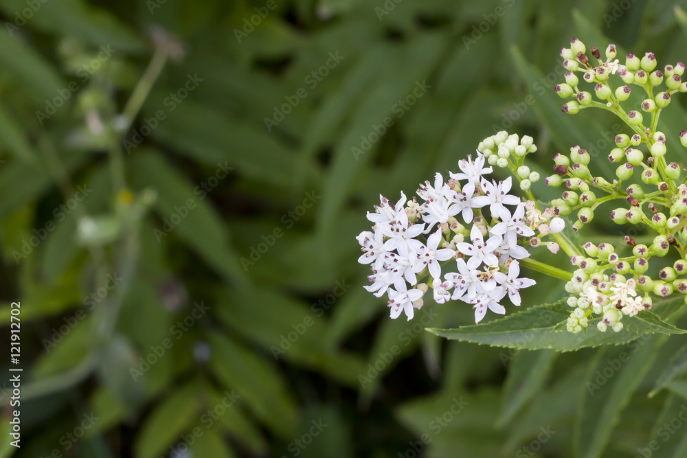 Flower cluster with small white flowers and purple stamens Flower cluster with small white flowers and purple stamens