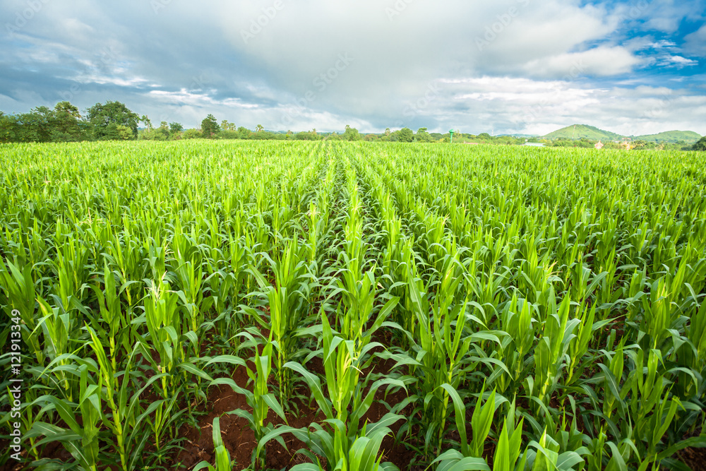cornfeild,white cloud bluesky background
