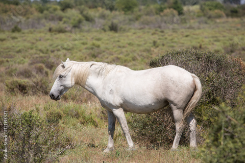 die weißen Pferde der Camargue © Helmut