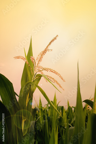 Wallpaper Mural top of corn field