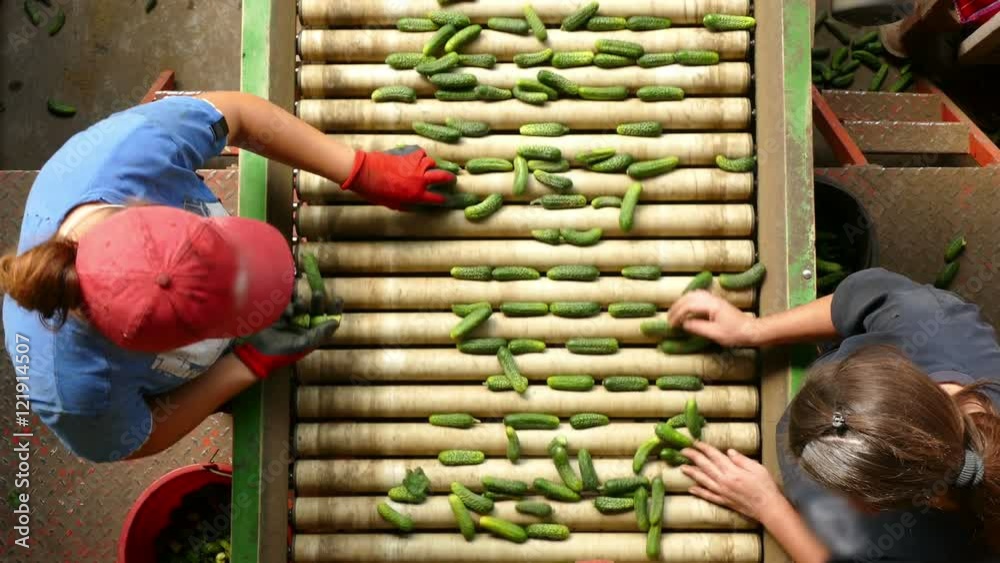 Gherkins processing factory. People working, classify and control the processing of cucumber