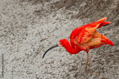 scarlet ibis or Eudocimus ruber