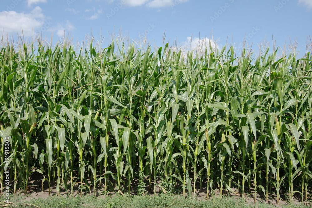 Green corn plantation on a background of blue sky. Green corn plantation on a background of blue sky.