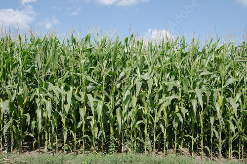 Green corn plantation on a background of blue sky.