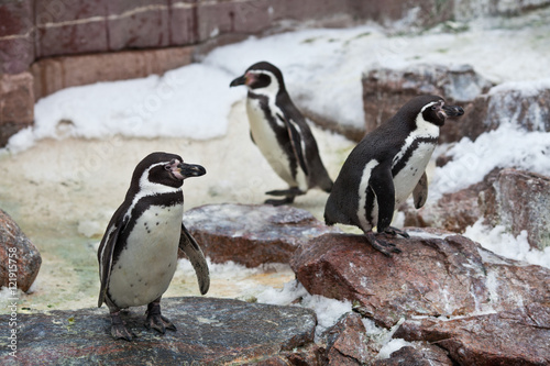 Penguins ,Sphenisciformes