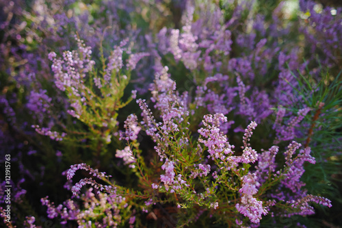 Vibrant pink common heather  Calluna vulgaris  blossoming outdoors