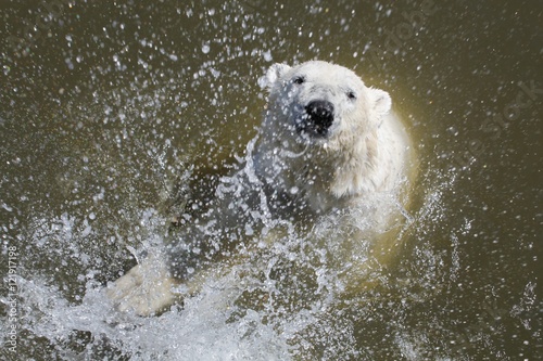 Polar bear swimming in the water 