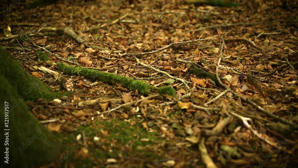 Panning over a forest floor with dried leaves and twigs on an autumn day Panning over a forest floor with dried leaves and twigs on an autumn day