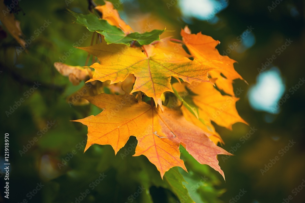 Fototapeta premium maple leaves 
