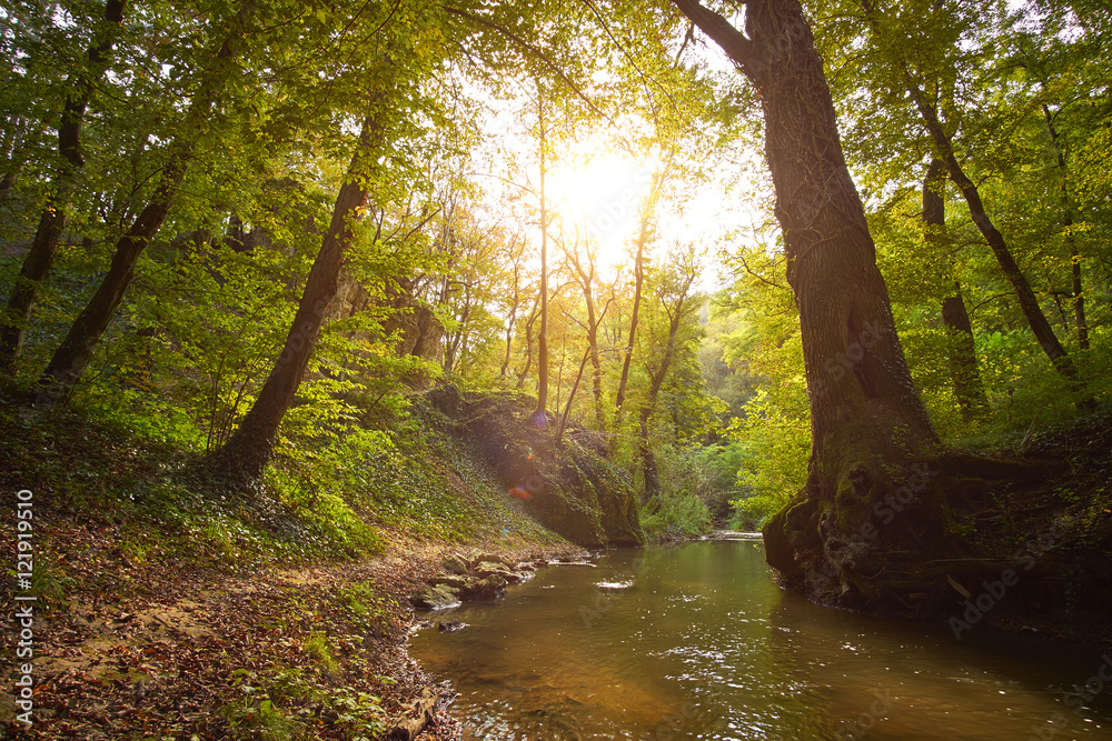 Obraz premium Flowing stream in forest