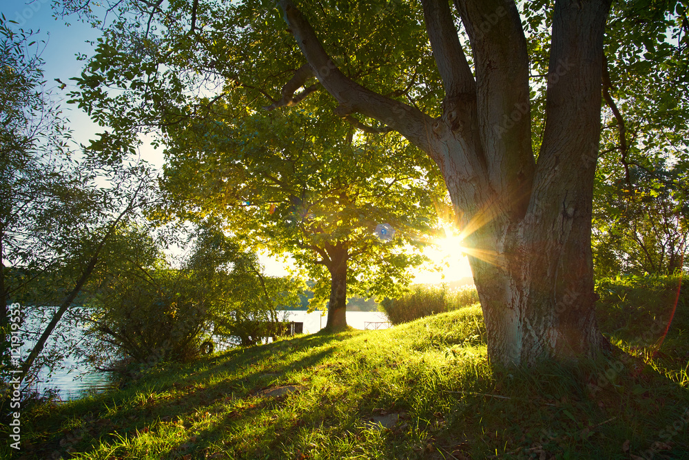 Obraz premium Beautiful sunny forest