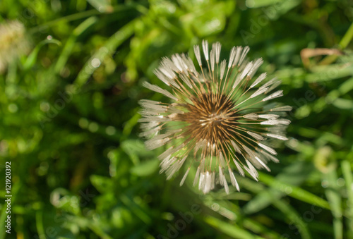 Dandelion in the early morning on the autumn sunlight