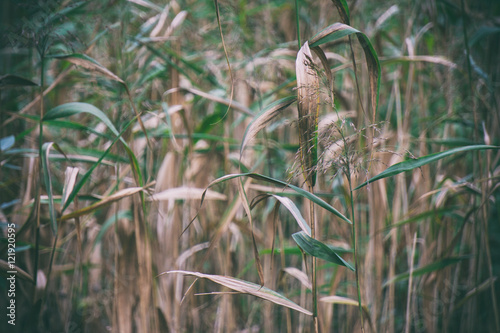 Green grass growing in the marsh, autumn nature