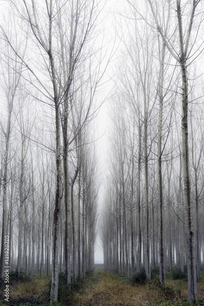 Fototapeta premium Misty Forest