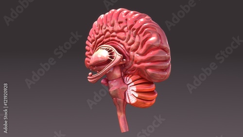 Photos Sectional Brain