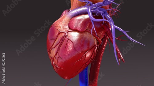 Circulatory System photo