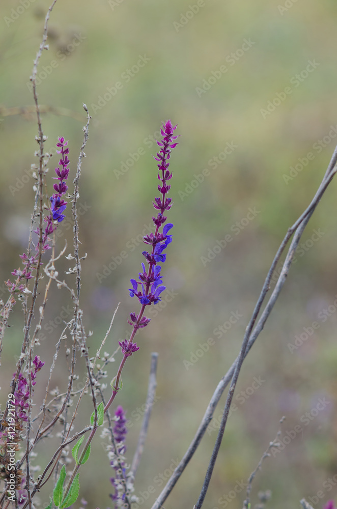 Obraz premium Flower sage, lilac flower closeup.