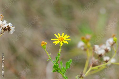 Small yellow flower closeup. © mihakonceptcorn