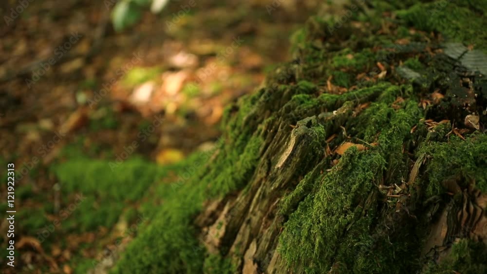Macro panning over delicate green moss growing on a tree stump in a forest Macro panning over delicate green moss growing on a tree stump in a forest