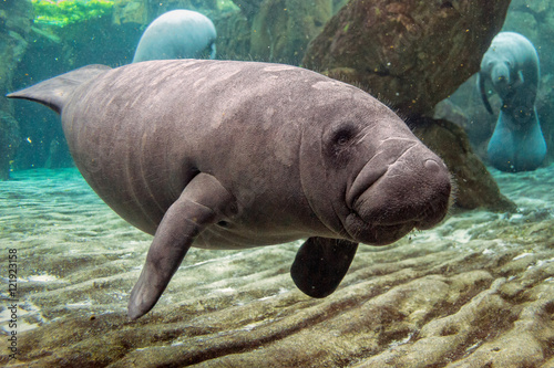 Tableau sur toile newborn baby manatee close up portrait