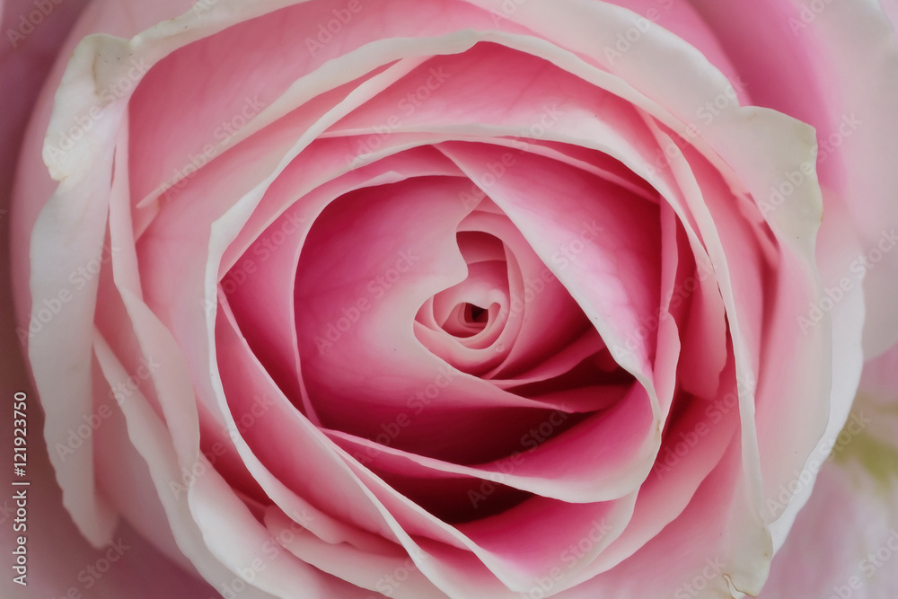 Beautiful pink rose closeup Beautiful pink rose closeup