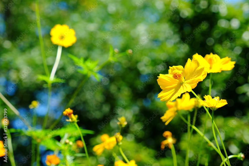 Yellow Cosmos flower and blue sky for backdrop background usage