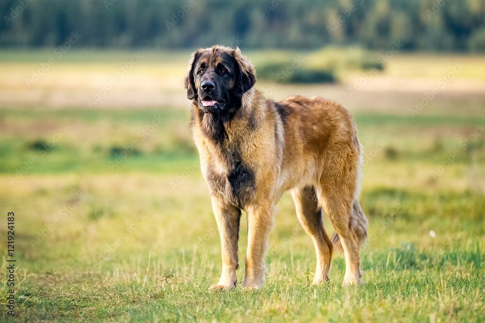 Leonberger dog in nature