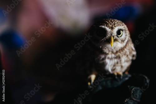 Little owl sits on the hand in black glove photo