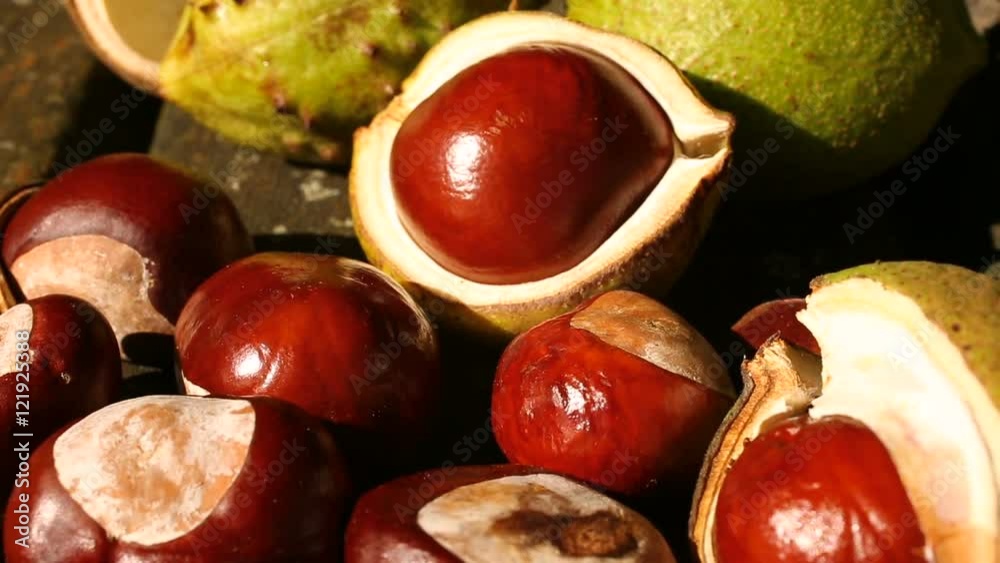Macro panning over conkers and leaves from a Horse Chestnut tree Macro panning over conkers and leaves from a Horse Chestnut tree