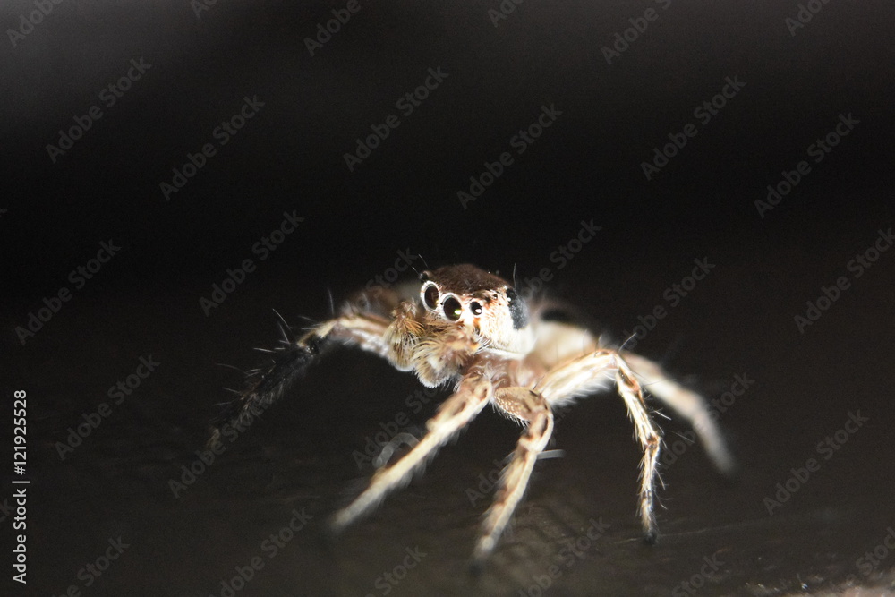 Fototapeta premium Jumping Spider