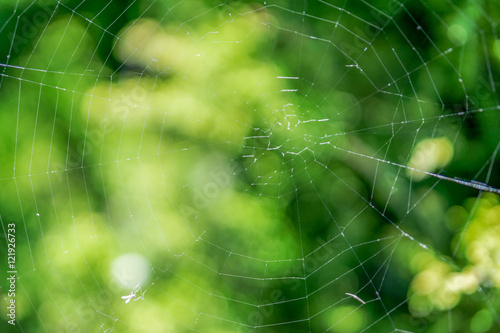 Cobweb on a bush in the forest macro photo