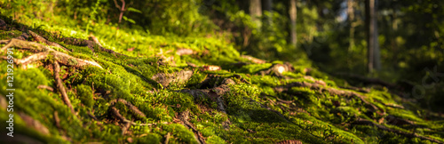 Waldpanorama mit Moos und Wurzeln photo
