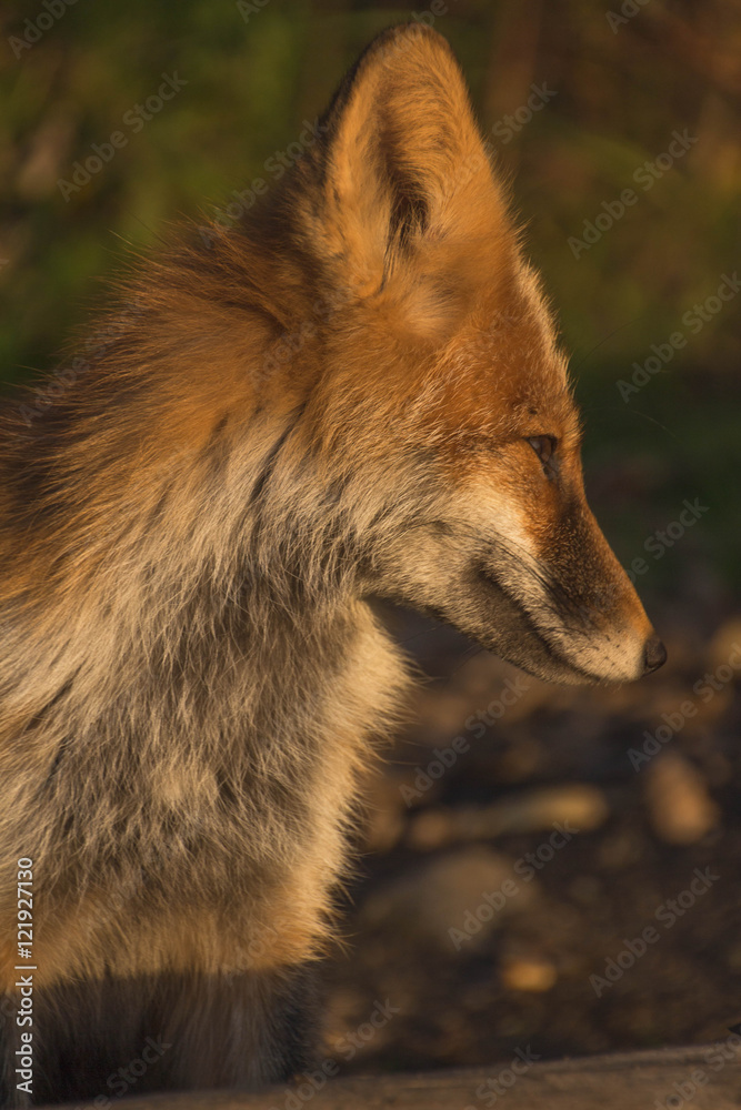 Fototapeta premium fox at sunset