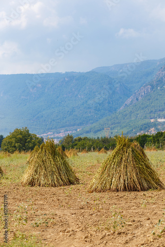 Field with the drying sesame seeds 1