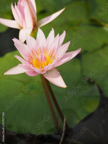 Water lily