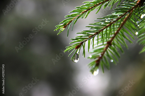 Forest after rain. Small drop on the fur branch