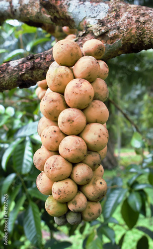 Longkong fruit thai on tree.