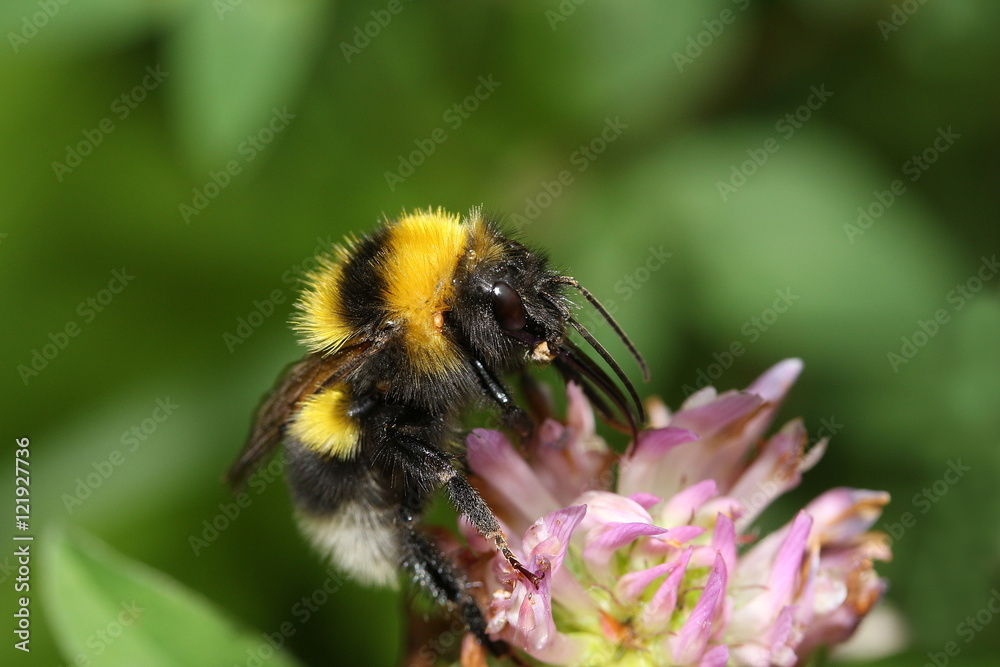 Erdhummel an einer Kleeblüte, Bombus lucorum Erdhummel an einer Kleeblüte, Bombus lucorum