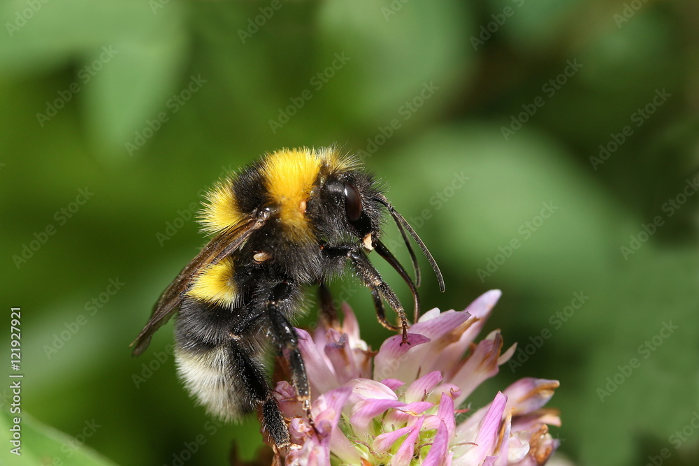 Erdhummel an einer Kleeblüte, Bombus lucorum Erdhummel an einer Kleeblüte, Bombus lucorum