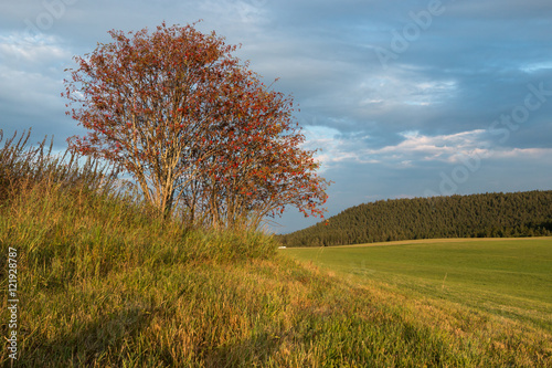 Landschaft Schwarzwald