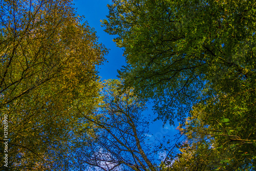 Blick nach oben in das Blätterdach eines herbstlichen Laubwaldes