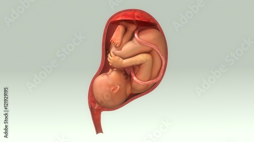 Baby in Womb photo