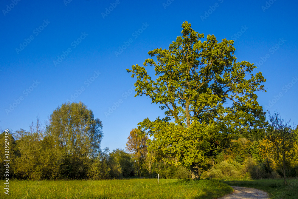 Waldweg lädt im Herbst zum Spaziergang ein Waldweg lädt im Herbst zum Spaziergang ein
