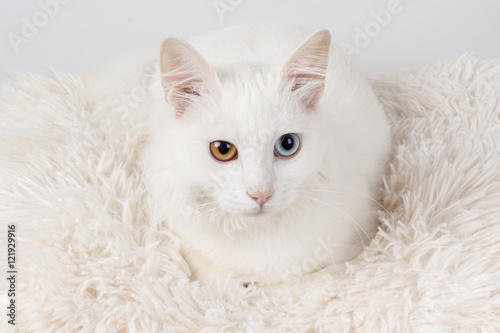 White odd-eyed cat © Mahlebashieva