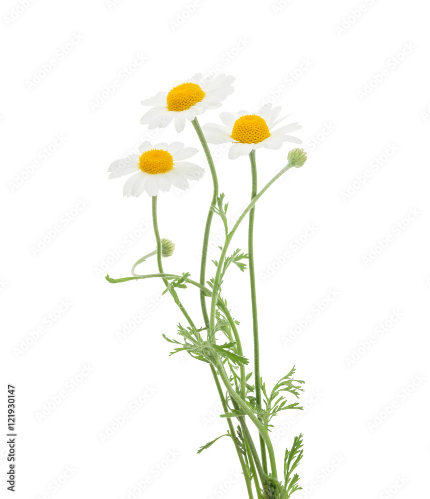 Chamomiles isolated on white background. without shadow Chamomiles isolated on white background. without shadow