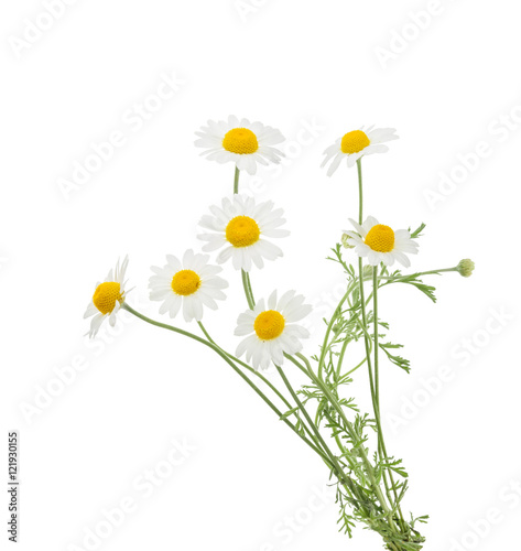 Fototapeta Naklejka Na Ścianę i Meble -  Chamomiles isolated on white background. without shadow