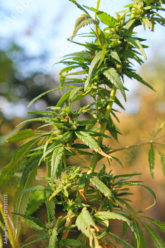Cannabis  Marijuana  plant 